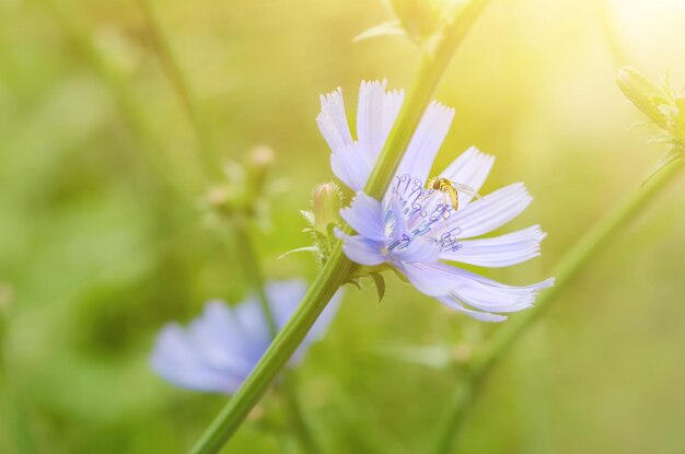 Fiore di cicoria in natura