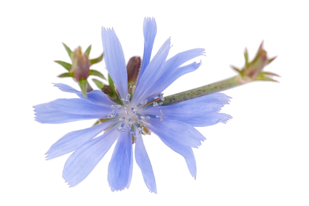 Fiore di cicoria isolato su sfondo bianco cichorium intybus