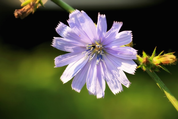 Fiore di cicoria selvatica