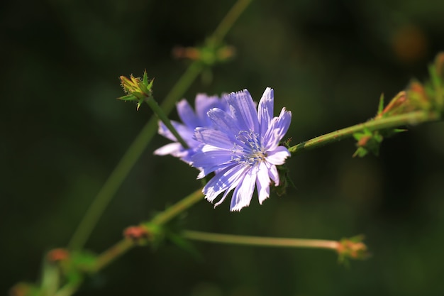 Fiore di cicoria selvatica