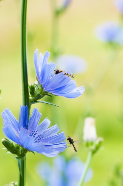 Fiore di cicoria