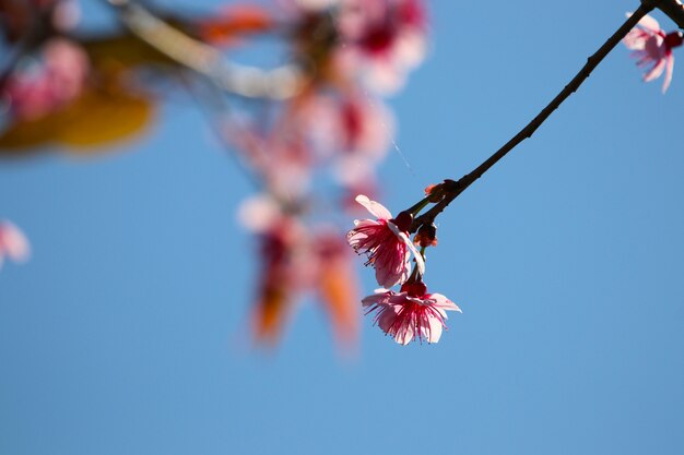 Fiore di ciliegia himalayano selvaggio sull&#39;albero del ramo bello sul fondo del cielo blu