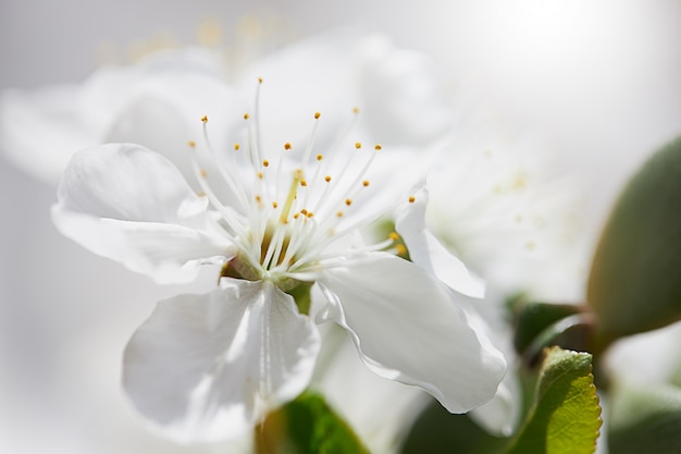 Fiore di ciliegia in primavera per lo spazio della copia o del fondo per testo