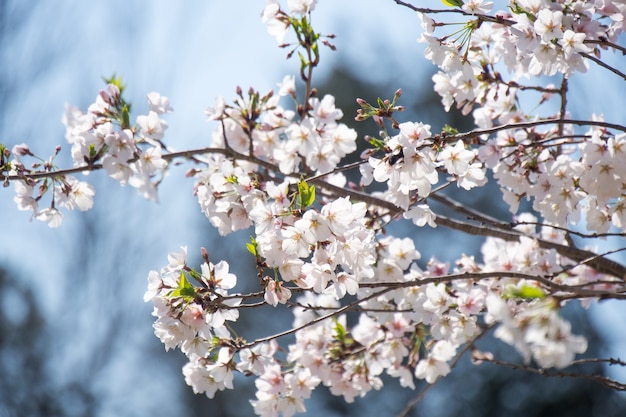 Fiore di ciliegio a Washington DC in primavera