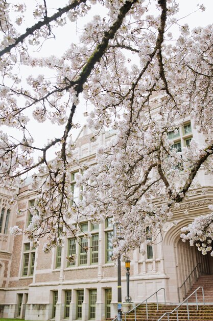 Fiore di ciliegio all'Università di Washington
