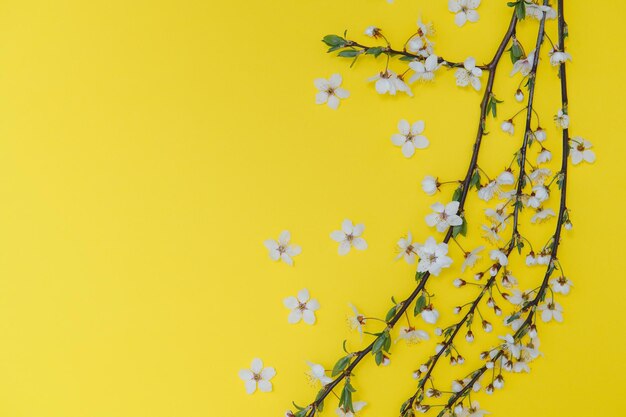 Fiore di ciliegio aprile natura floreale e fiore di sakura primaverile su sfondo colorato Banner per l'8 marzo Buona Pasqua con posto per testo Concetto di primavera Vista dall'alto Posa piatta