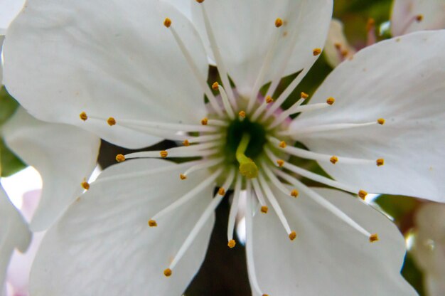 Fiore di ciliegio closeup Petali bianchi stami foglie su un ramo Tempo di primavera