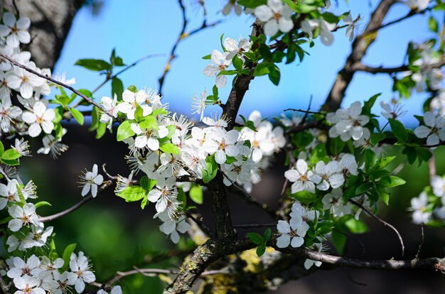 fiore di ciliegio con fiori bianchi