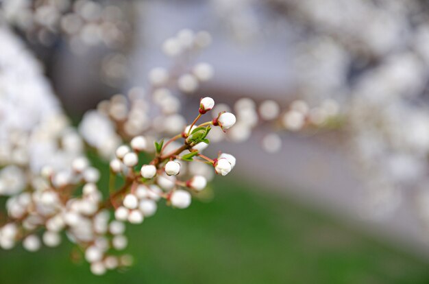 fiore di ciliegio con fiori bianchi