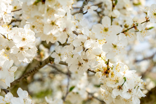 Fiore di ciliegio con messa a fuoco morbida e filtro colore Sfondo stagione Sakura