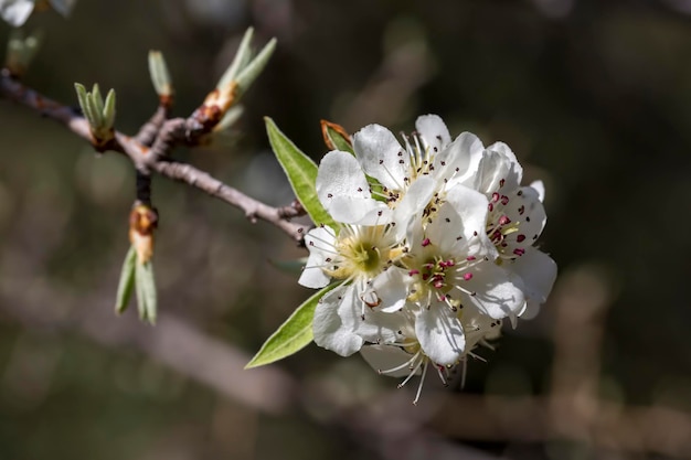 Fiore di ciliegio. Concetto di natura stagione primaverile.