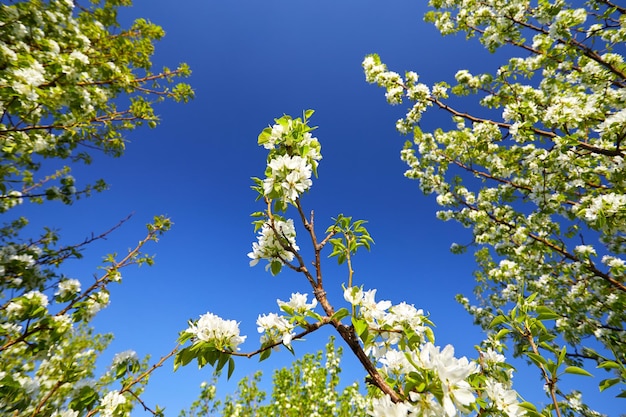 Fiore di ciliegio contro il cielo blu