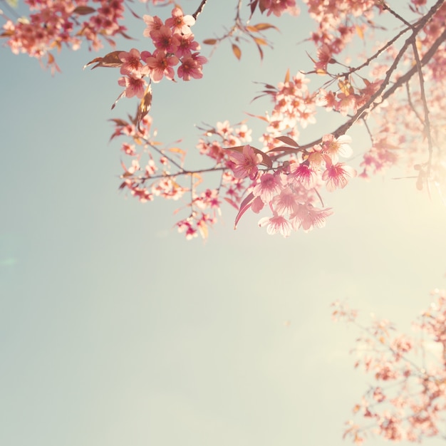 Fiore di ciliegio d&#39;epoca - fiore di sakura. natura sfondo