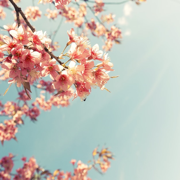 Fiore di ciliegio d&#39;epoca - fiore di sakura. sfondo di natura (retro effetto colore del filtro)