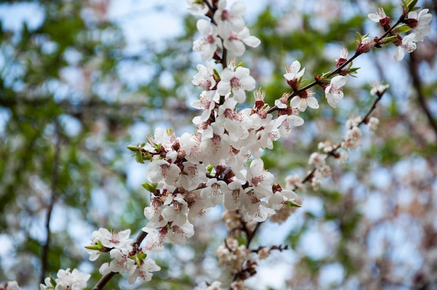 Fiore di ciliegio durante la fioritura primaverile