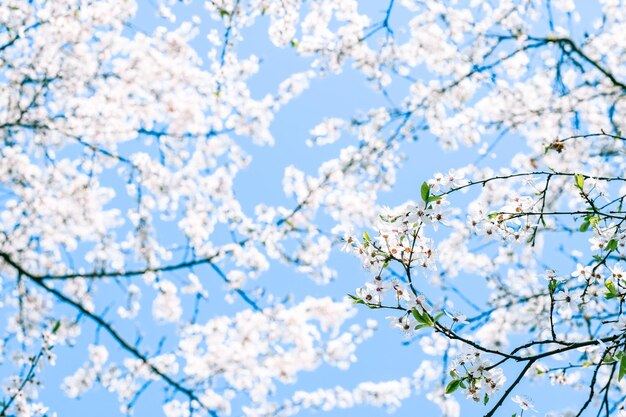 Fiore di ciliegio e fiori bianchi di cielo blu come sfondo della natura