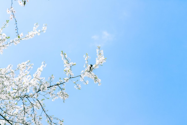 Fiore di ciliegio e fiori bianchi di cielo blu come sfondo della natura