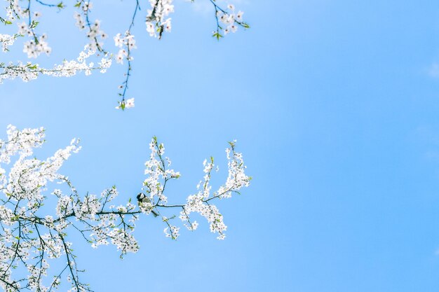 Fiore di ciliegio e fiori bianchi di cielo blu come sfondo della natura