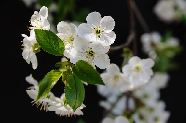 Fiore di ciliegio e giovani foglie verdi su uno sfondo scuro.