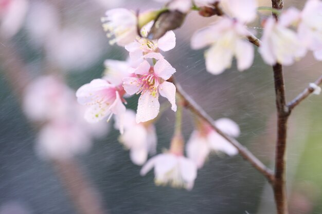 Fiore di ciliegio, fiori di sakura