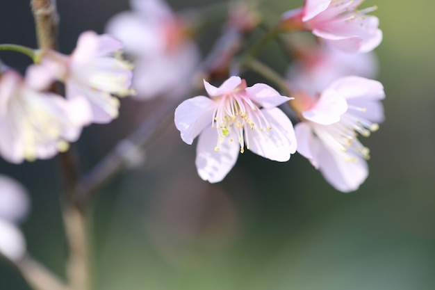 Fiore di ciliegio, fiori di sakura