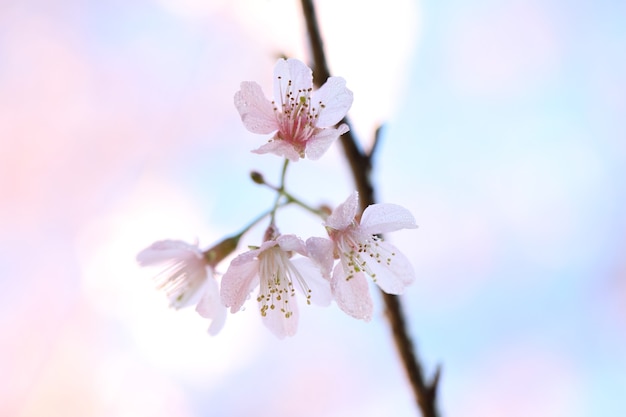 Fiore di ciliegio, fiori di sakura