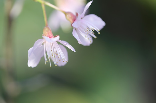 Fiore di ciliegio, fiori di sakura