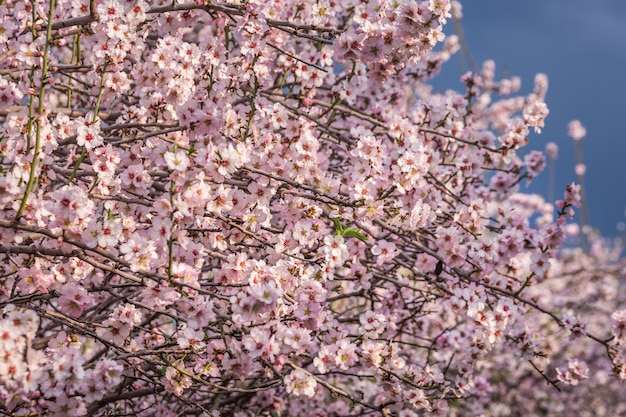 Fiore di ciliegio, fioritura di sakura, fiori rosa