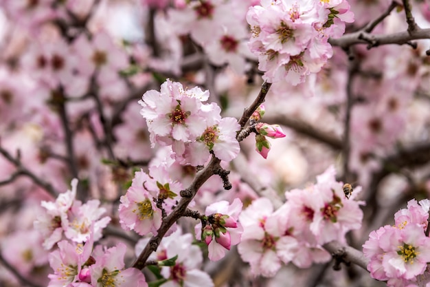 Fiore di ciliegio, fioritura di sakura, fiori rosa