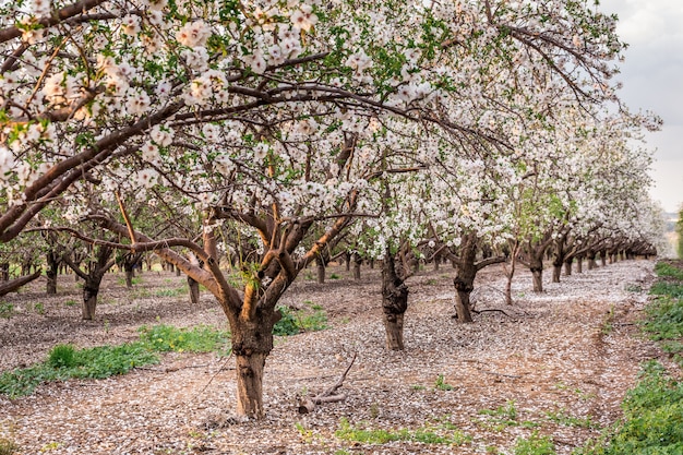 Fiore di ciliegio, fioritura di sakura, fiori rosa