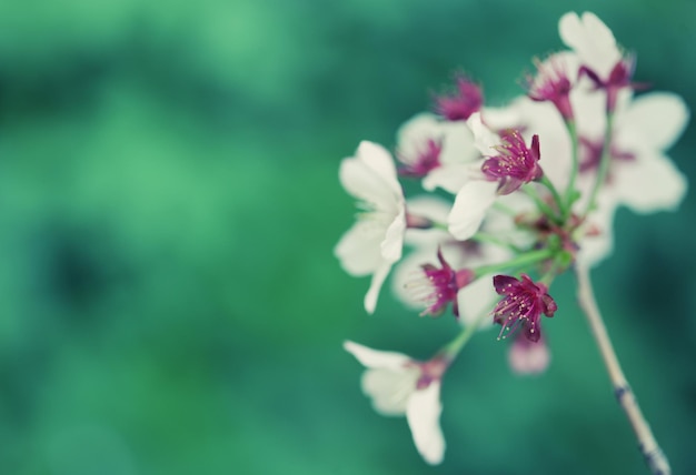 Fiore di ciliegio giapponese all'inizio della primavera