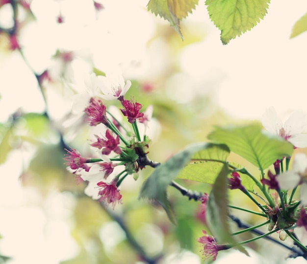 Fiore di ciliegio giapponese all'inizio della primavera