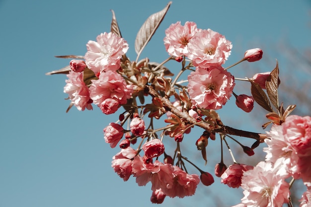 Fiore di ciliegio giapponese in primavera Vista del primo piano