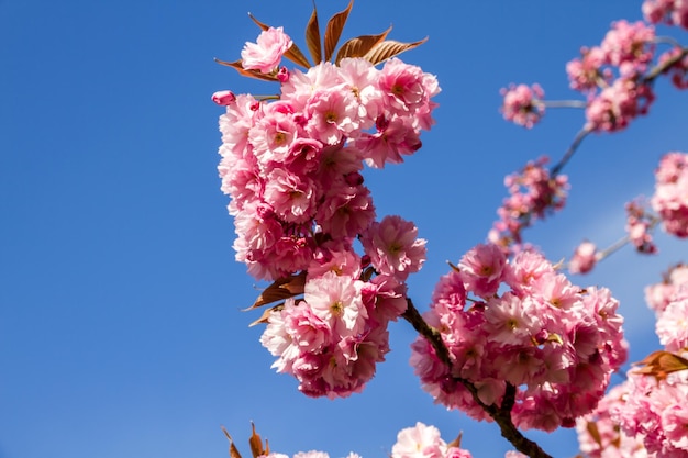 Fiore di ciliegio giapponese in primavera Vista del primo piano