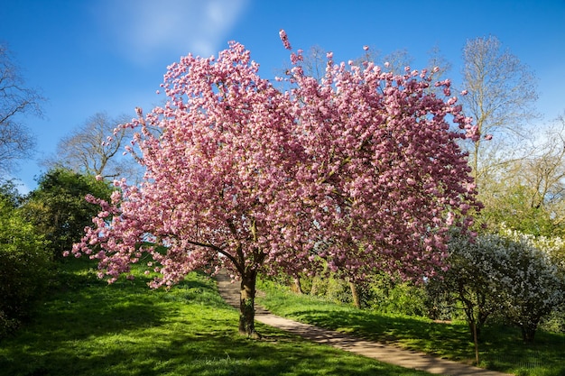 Fiore di ciliegio giapponese in primavera