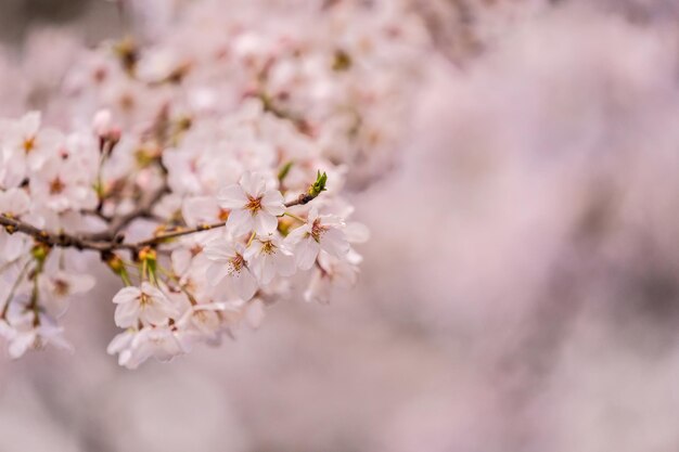 Fiore di ciliegio giapponese nel giardino pubblico Bello e fresco per attività picnic