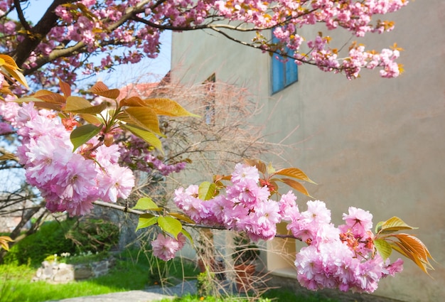 Fiore di ciliegio giapponese rosa (città di Uzhgorod, Ucraina)