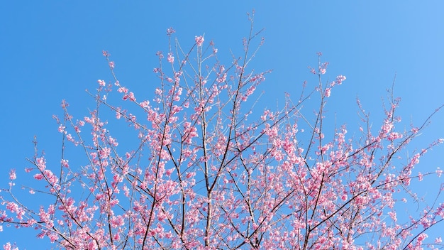 Fiore di ciliegio himalayano selvatico rosa in un giardino