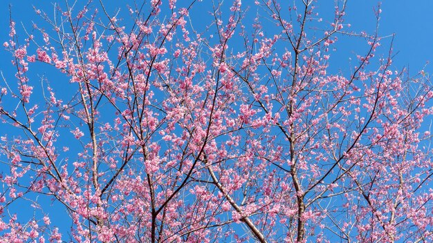 Fiore di ciliegio himalayano selvatico rosa in un giardino