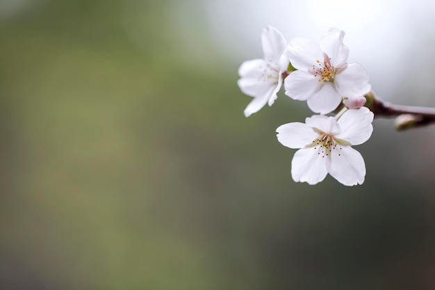 Fiore di ciliegio in piena fioritura