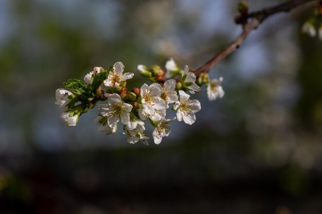 Fiore di ciliegio in primavera con gocce di pioggia om petali bianchi closeup fotografia Fiori di primavera