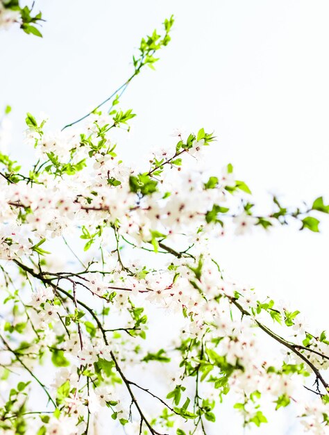 Fiore di ciliegio in primavera fiori bianchi come sfondo della natura