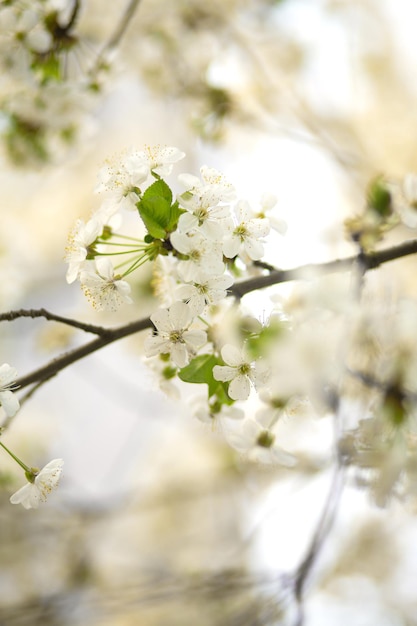 Fiore di ciliegio in primavera Fiori bianchi in fiore