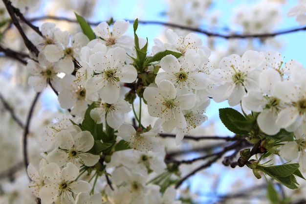 Fiore di ciliegio in primavera giardino soleggiato su uno sfondo sfocato