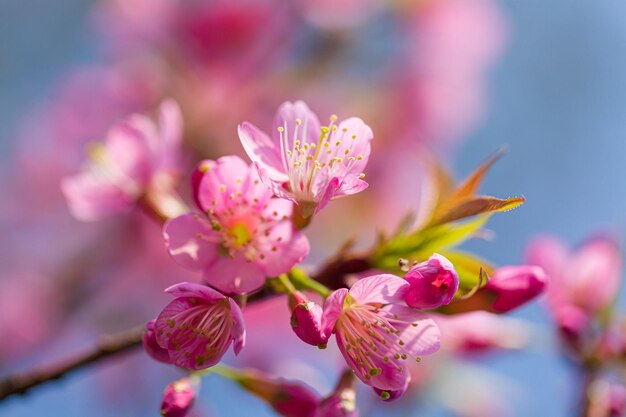 fiore di ciliegio,In primavera, i fiori di ciliegio sono in piena fioritura