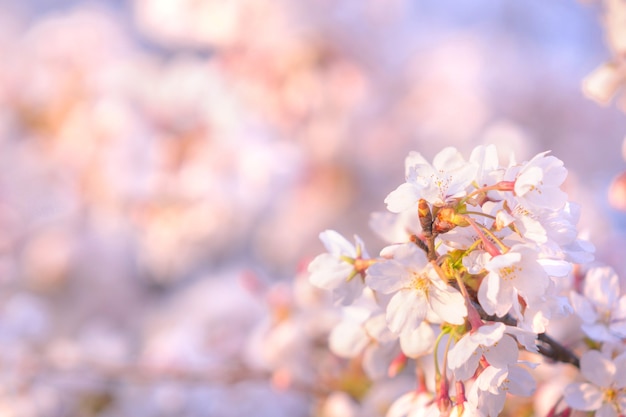 Fiore di ciliegio in primavera per lo sfondo o lo spazio della copia per il testo