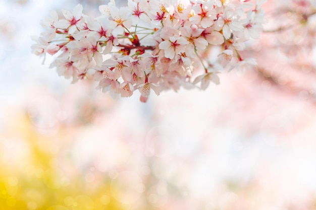 Fiore di ciliegio in primavera per lo sfondo o spazio di copia per il testo