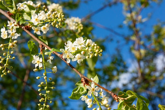 Fiore di ciliegio in primavera Ramo con fiori di ciliegio contro il cielo blu