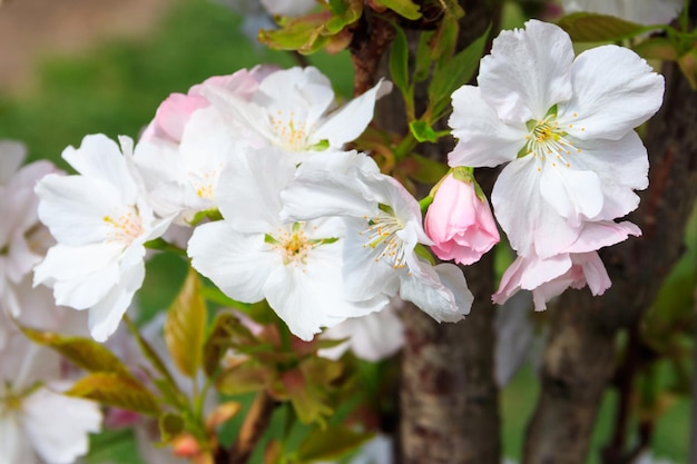 Fiore di ciliegio in primavera