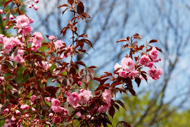 Fiore di ciliegio in primavera